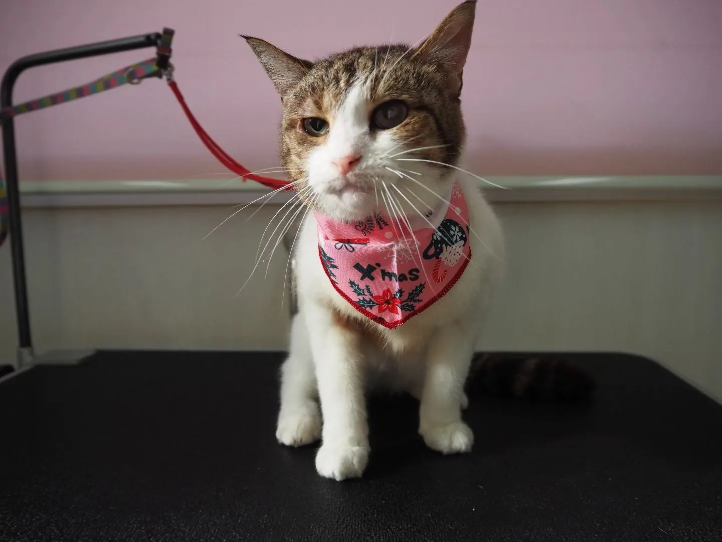 【トリミング】猫ちゃん【薬浴シャンプー】