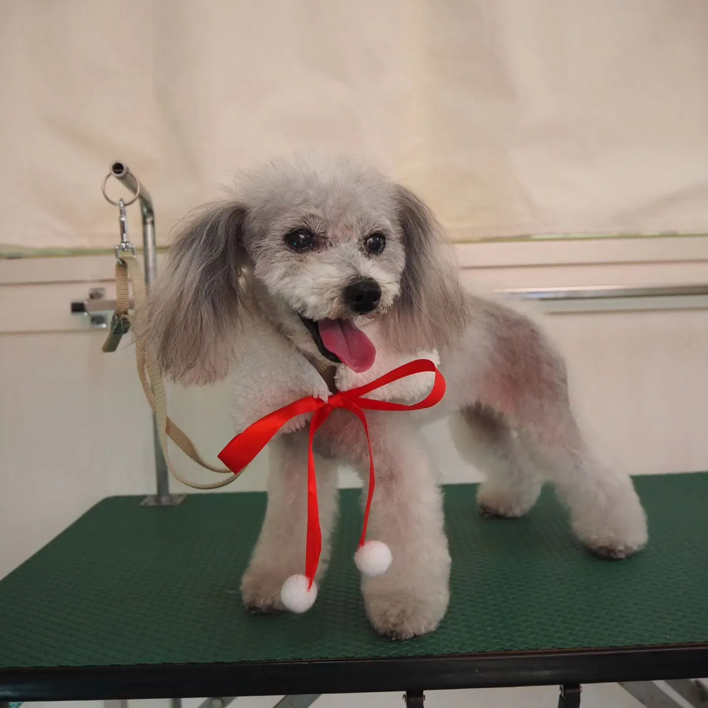 【トリミング】トイプードル【お気に入りカット】