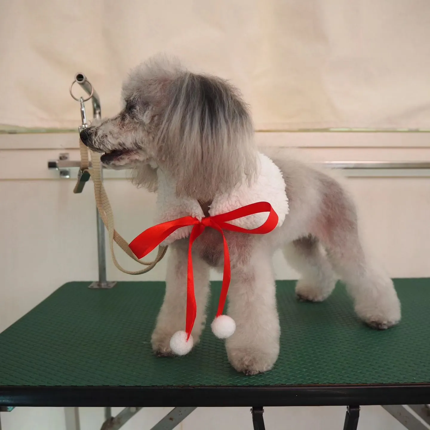 【トリミング】トイプードル【お気に入りカット】