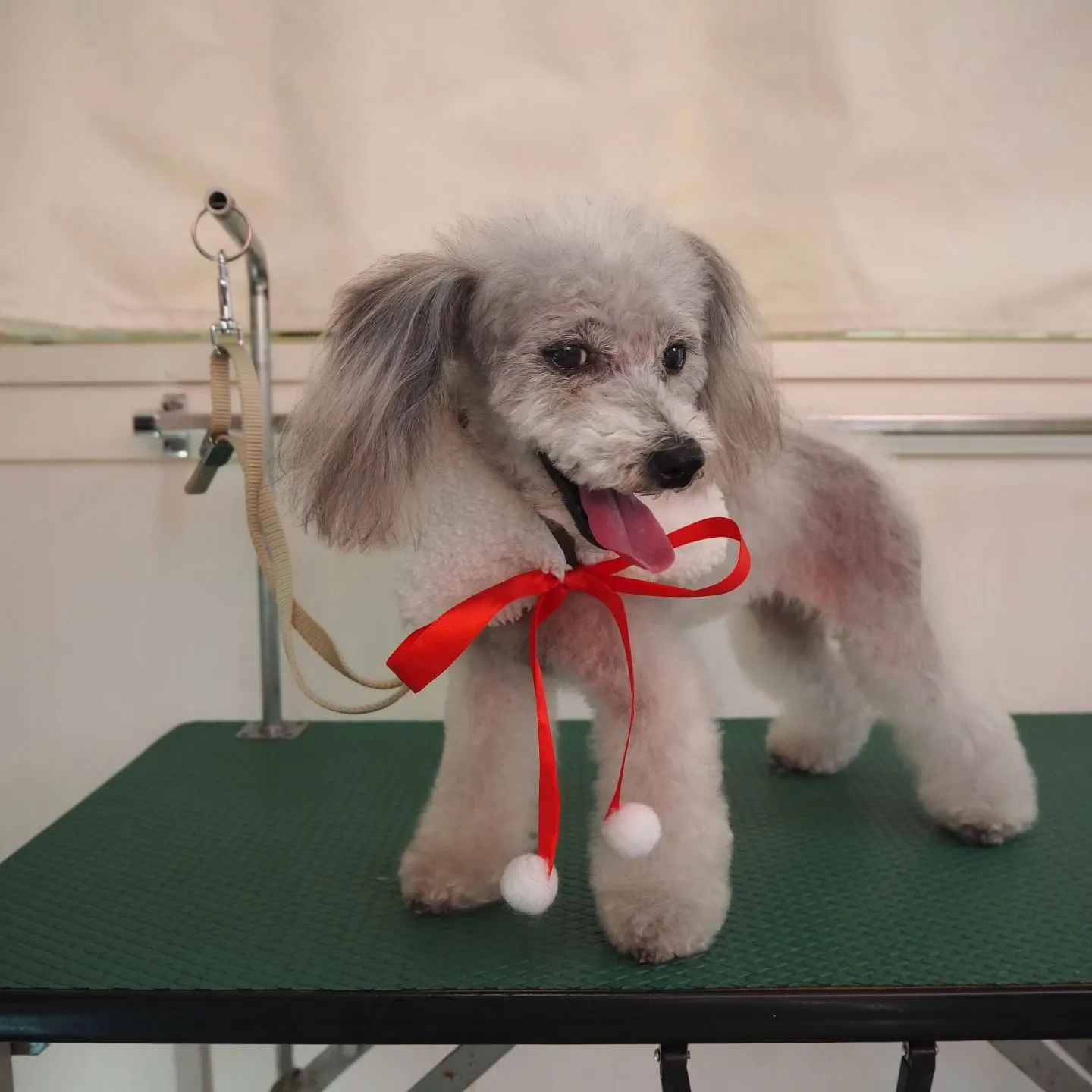 【トリミング】トイプードル【お気に入りカット】