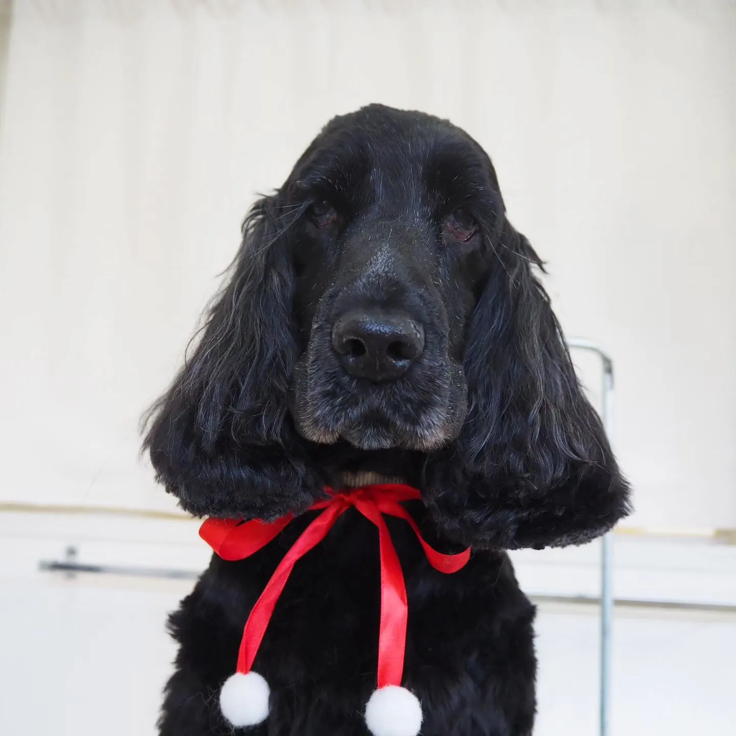 【トリミング】イングリッシュコッカー