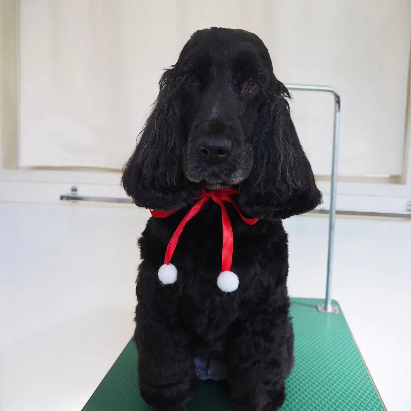 【トリミング】イングリッシュコッカー