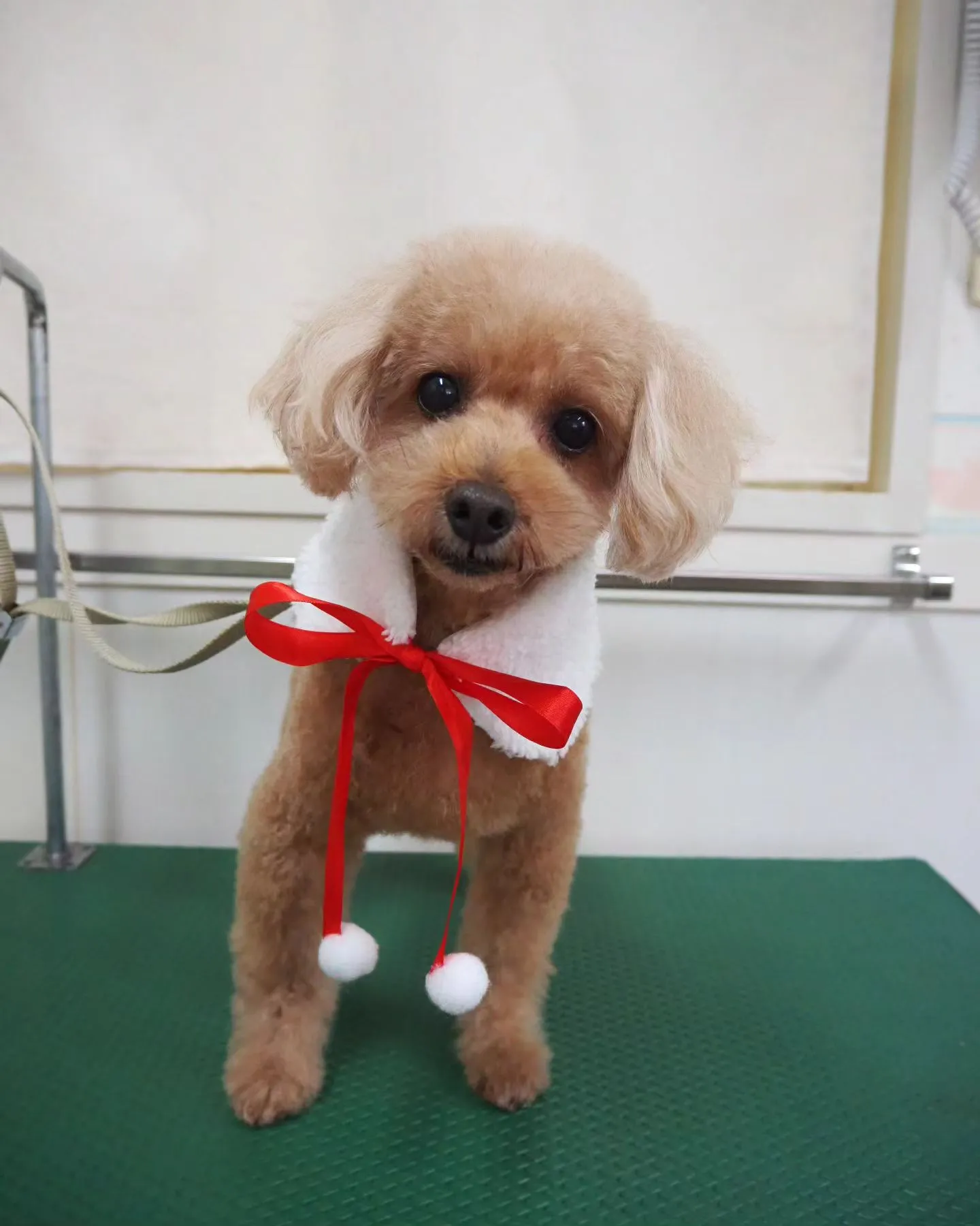 【トリミング】トイプードル【ハサミ仕上げ】