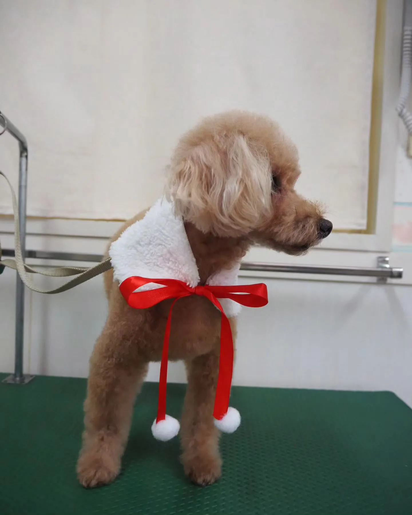 【トリミング】トイプードル【ハサミ仕上げ】