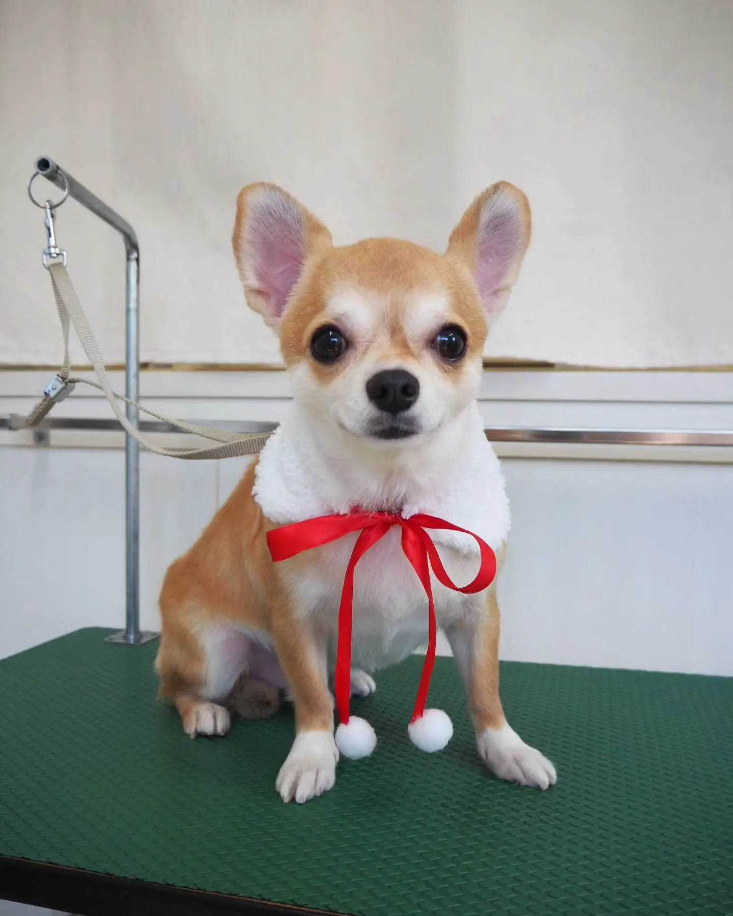 【トリミング】チワワ【トリミングコース】