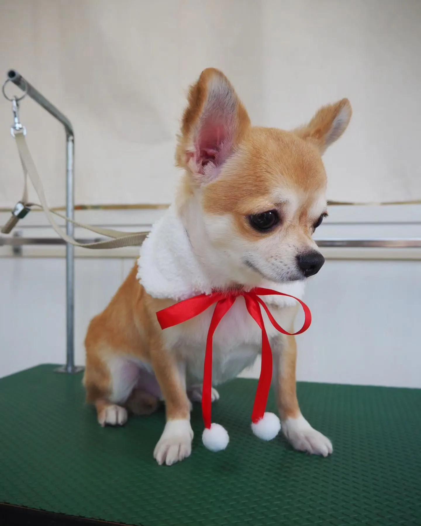 【トリミング】チワワ【トリミングコース】