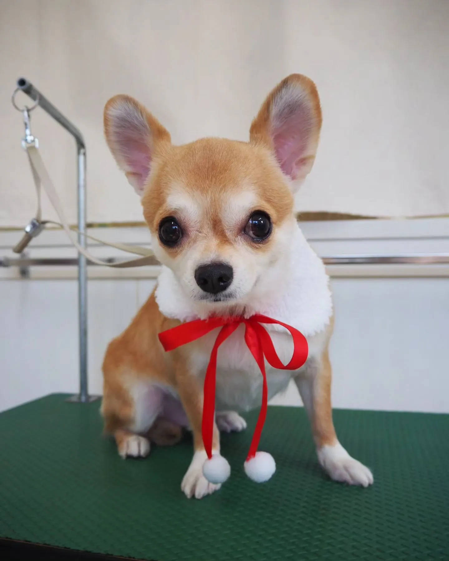 【トリミング】チワワ【トリミングコース】