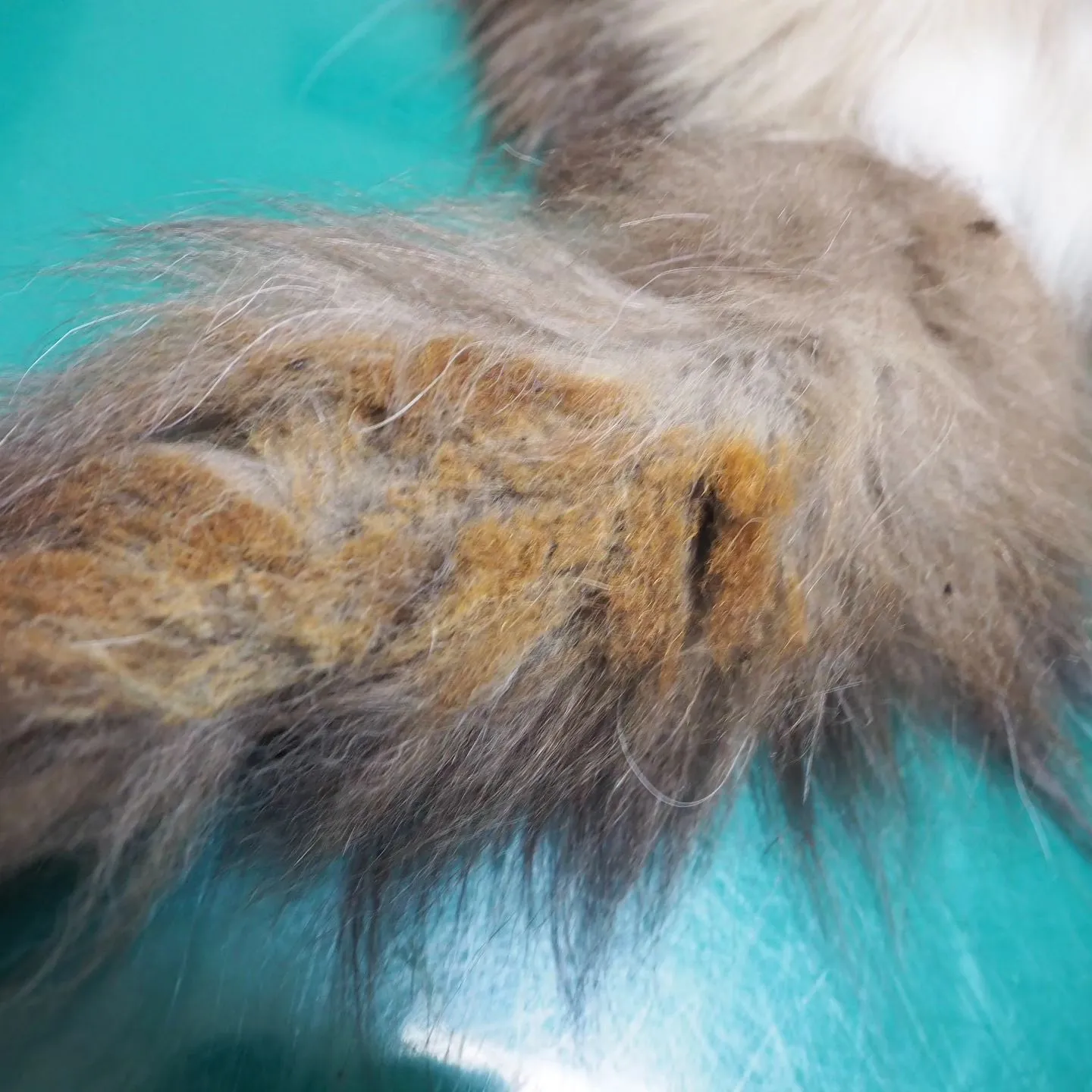 【診察】猫ちゃん【おコゲ】