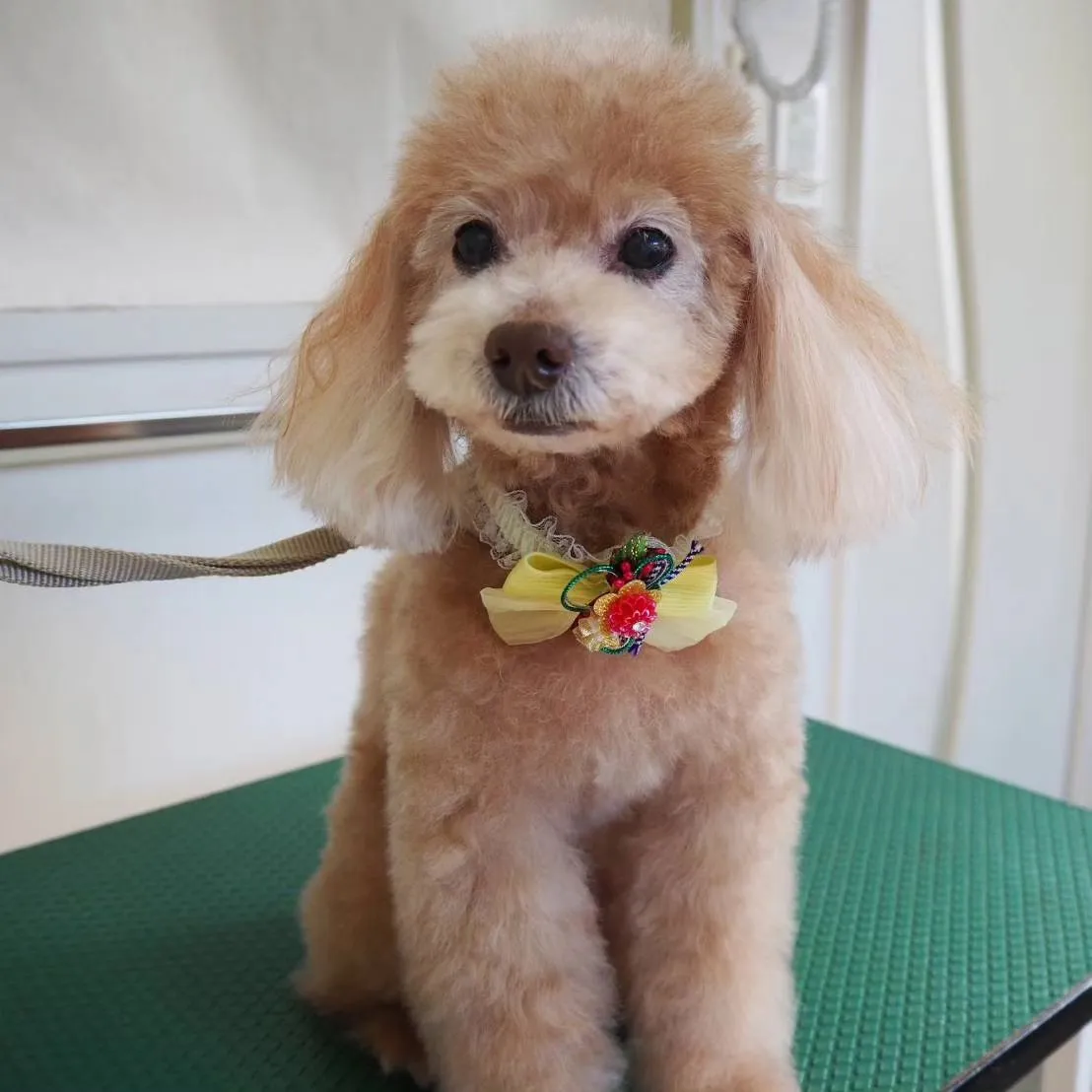 【トリミング】トイプードル【お気に入りカット】