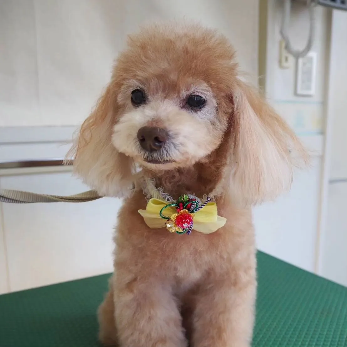 【トリミング】トイプードル【お気に入りカット】