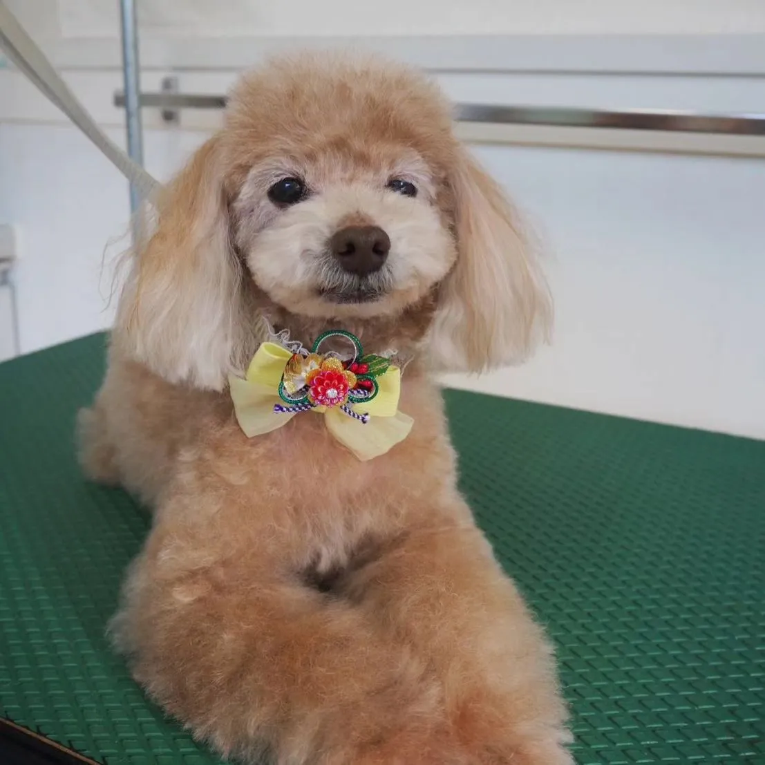 【トリミング】トイプードル【お気に入りカット】