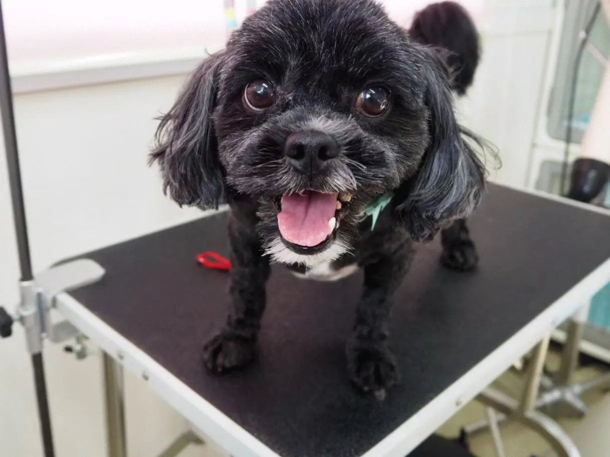 【トリミング】【体はバリカン仕上げ】