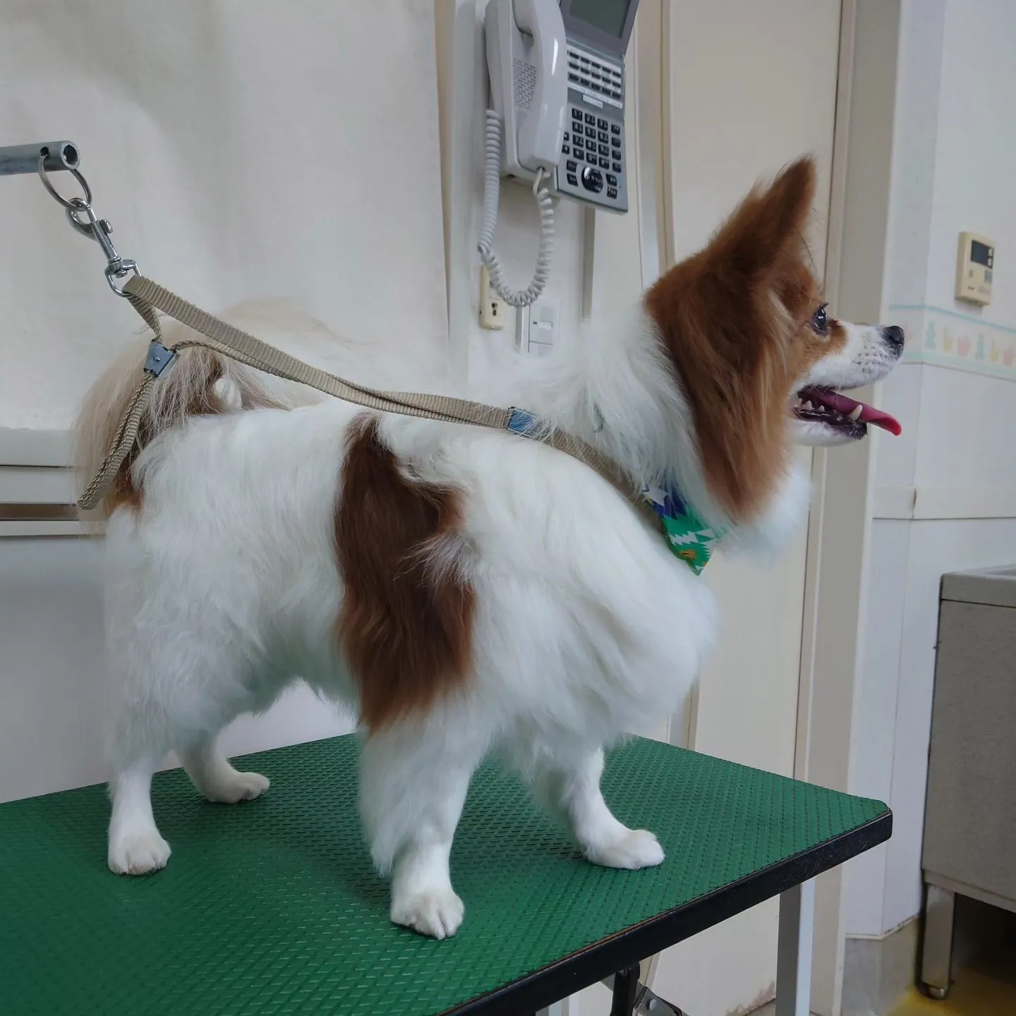 【トリミング】パピヨン【お気に入りカット】