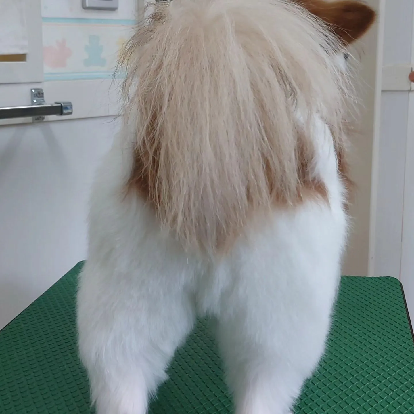 【トリミング】パピヨン【お気に入りカット】