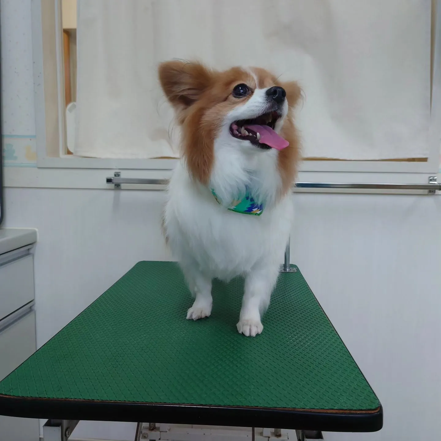 【トリミング】パピヨン【お気に入りカット】