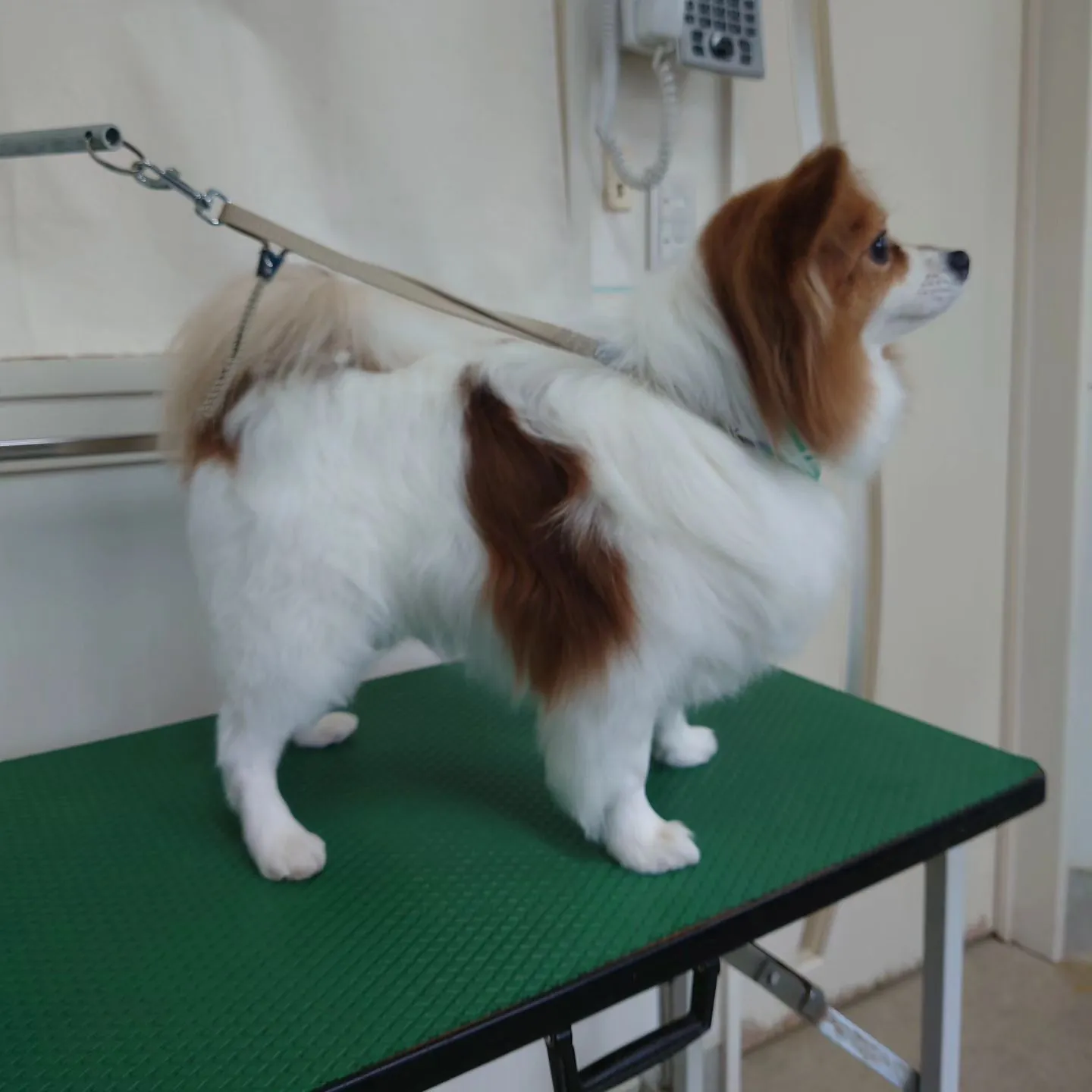 【トリミング】パピヨン【お気に入りカット】