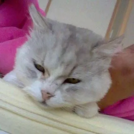 【思い出】猫【元ノラ】