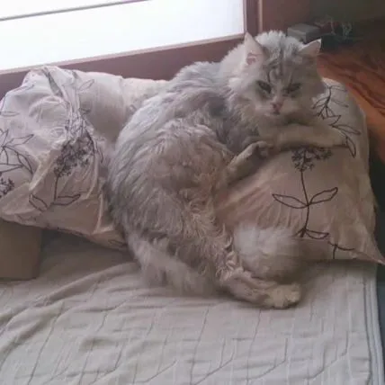 【思い出】猫【元ノラ】