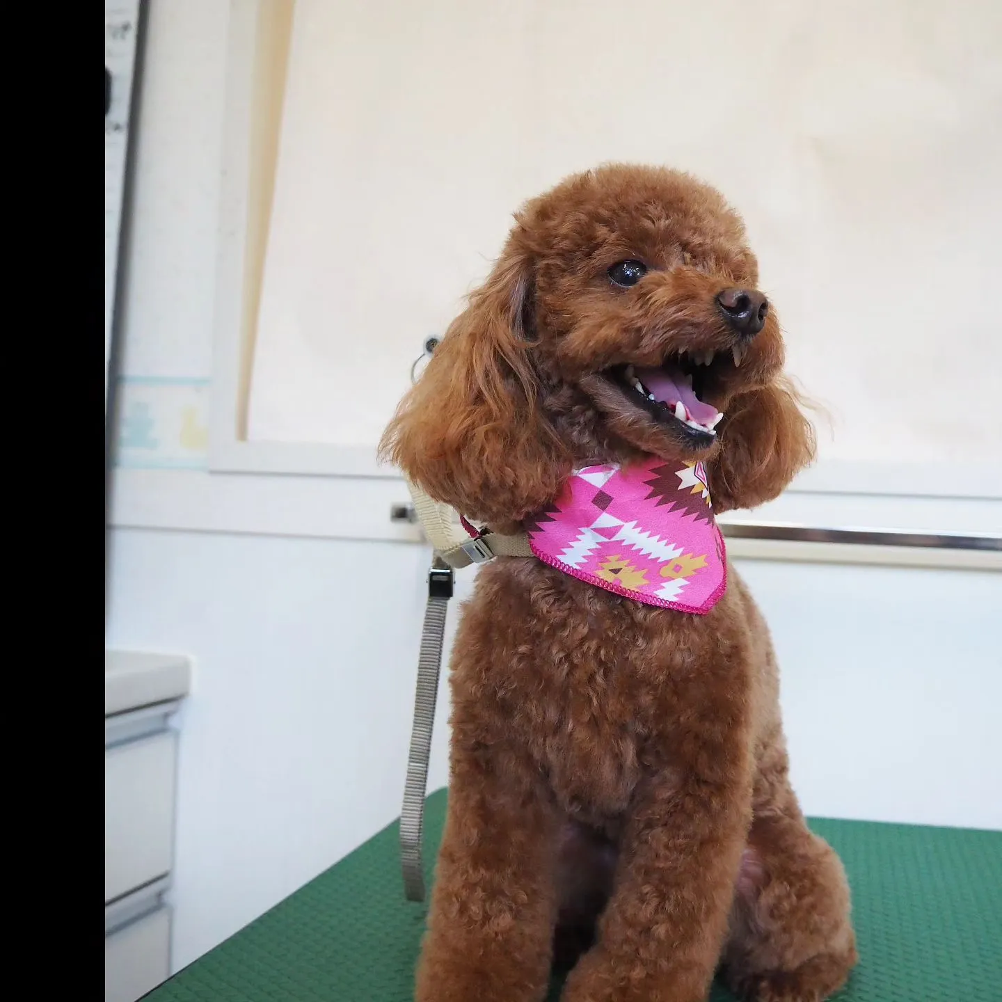 【トリミング】【トイプードル】