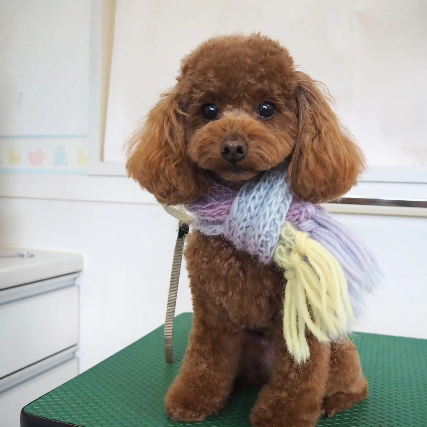 【トリミング】【トイプードル】