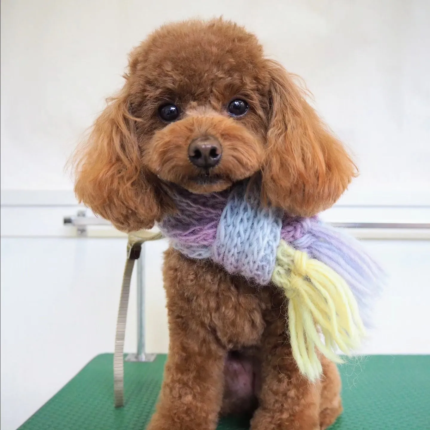 【トリミング】【トイプードル】