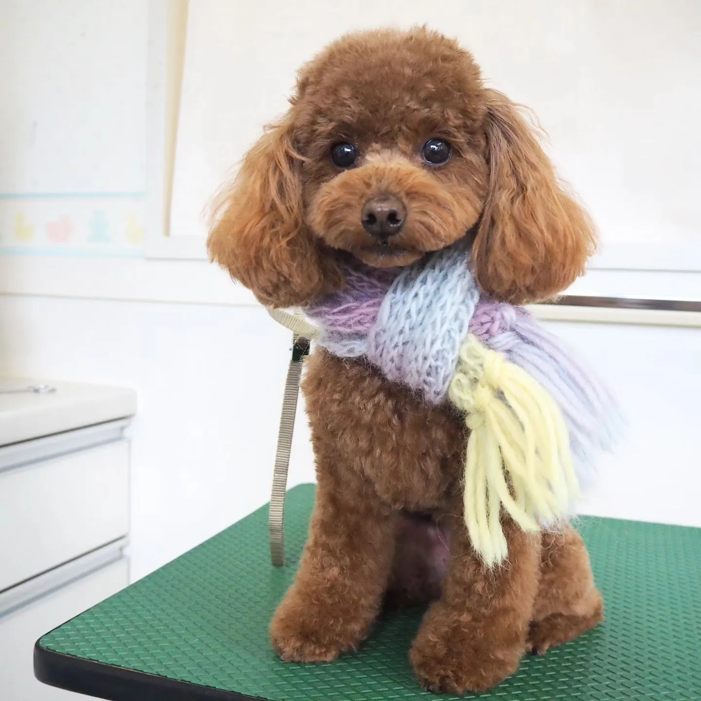 【トリミング】【トイプードル】