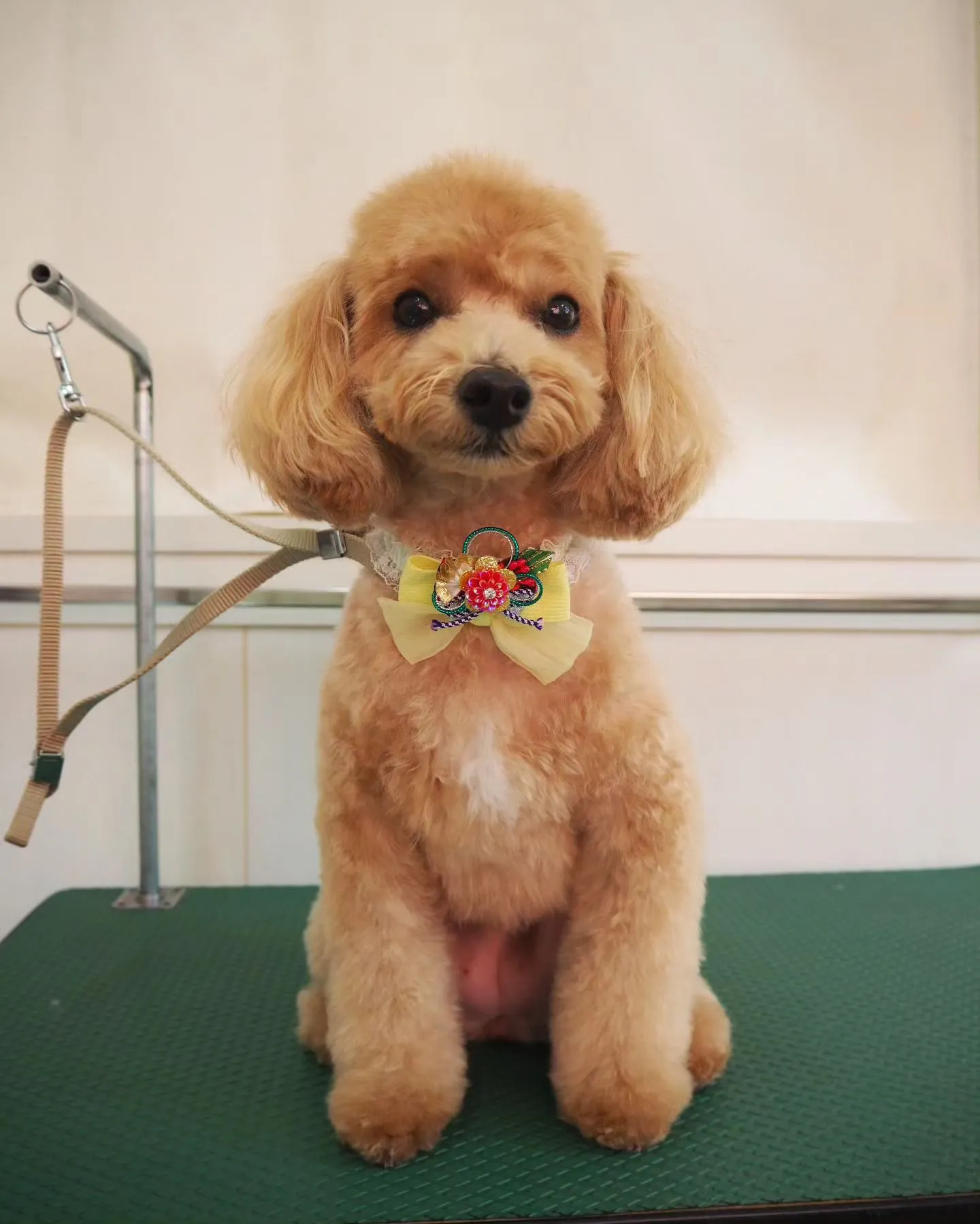 【トリミング】トイプードル【お顔スッキリ】