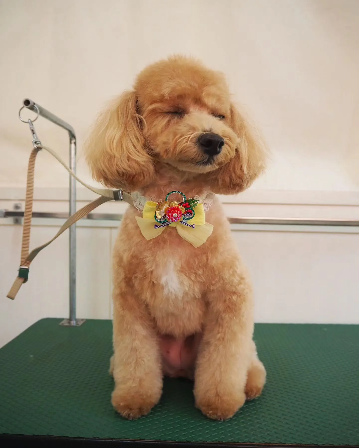 【トリミング】トイプードル【お顔スッキリ】