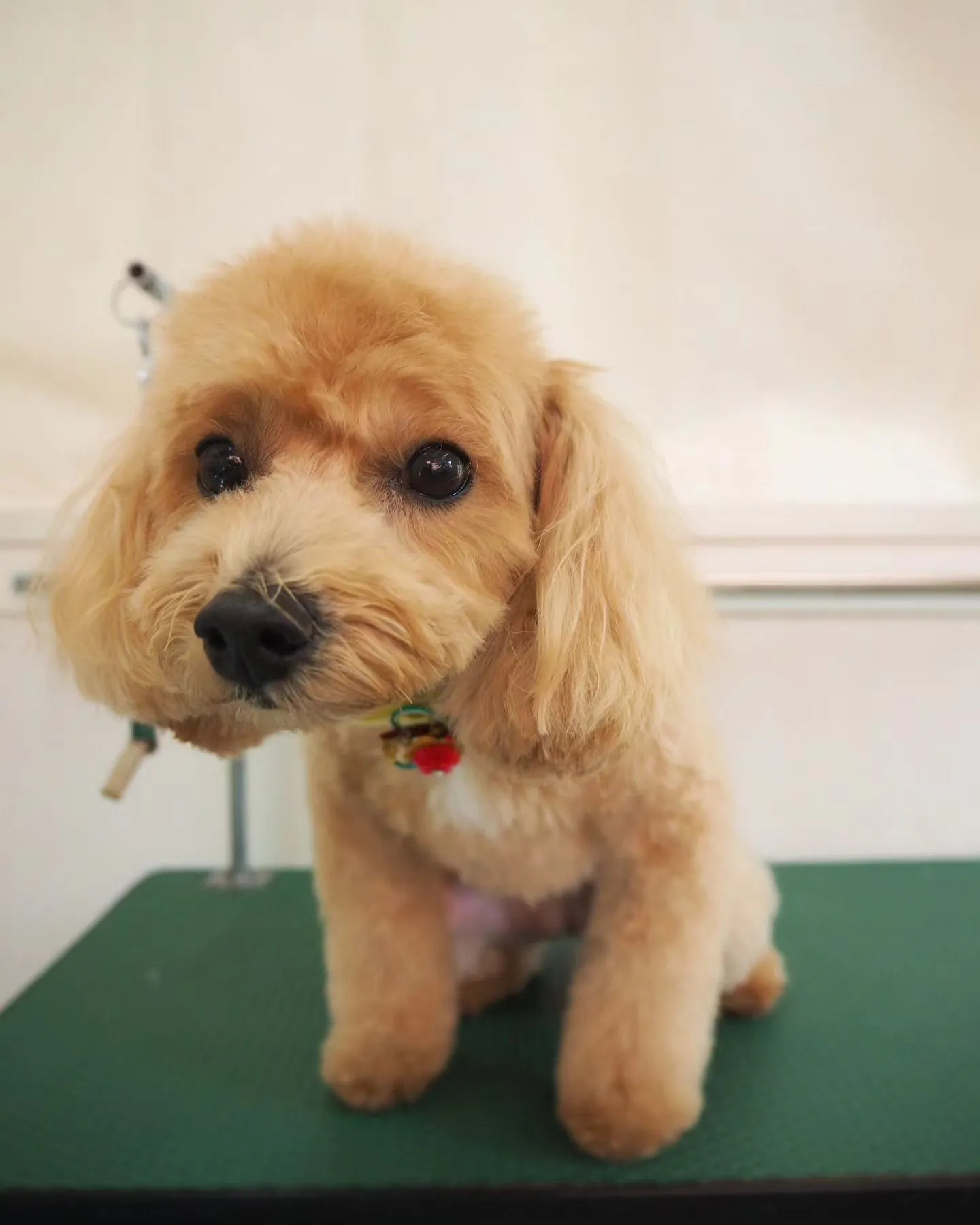 【トリミング】トイプードル【お顔スッキリ】