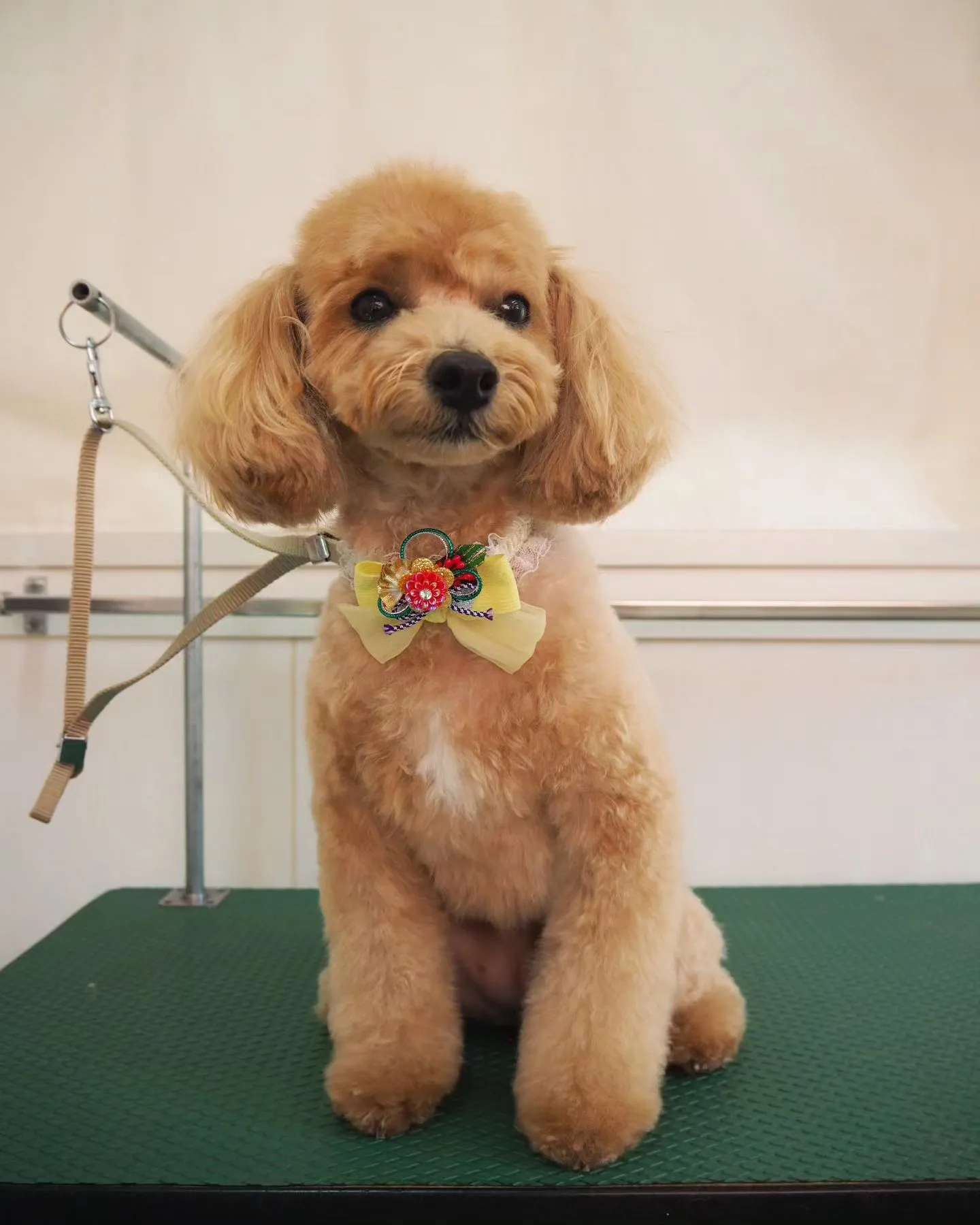 【トリミング】トイプードル【お顔スッキリ】