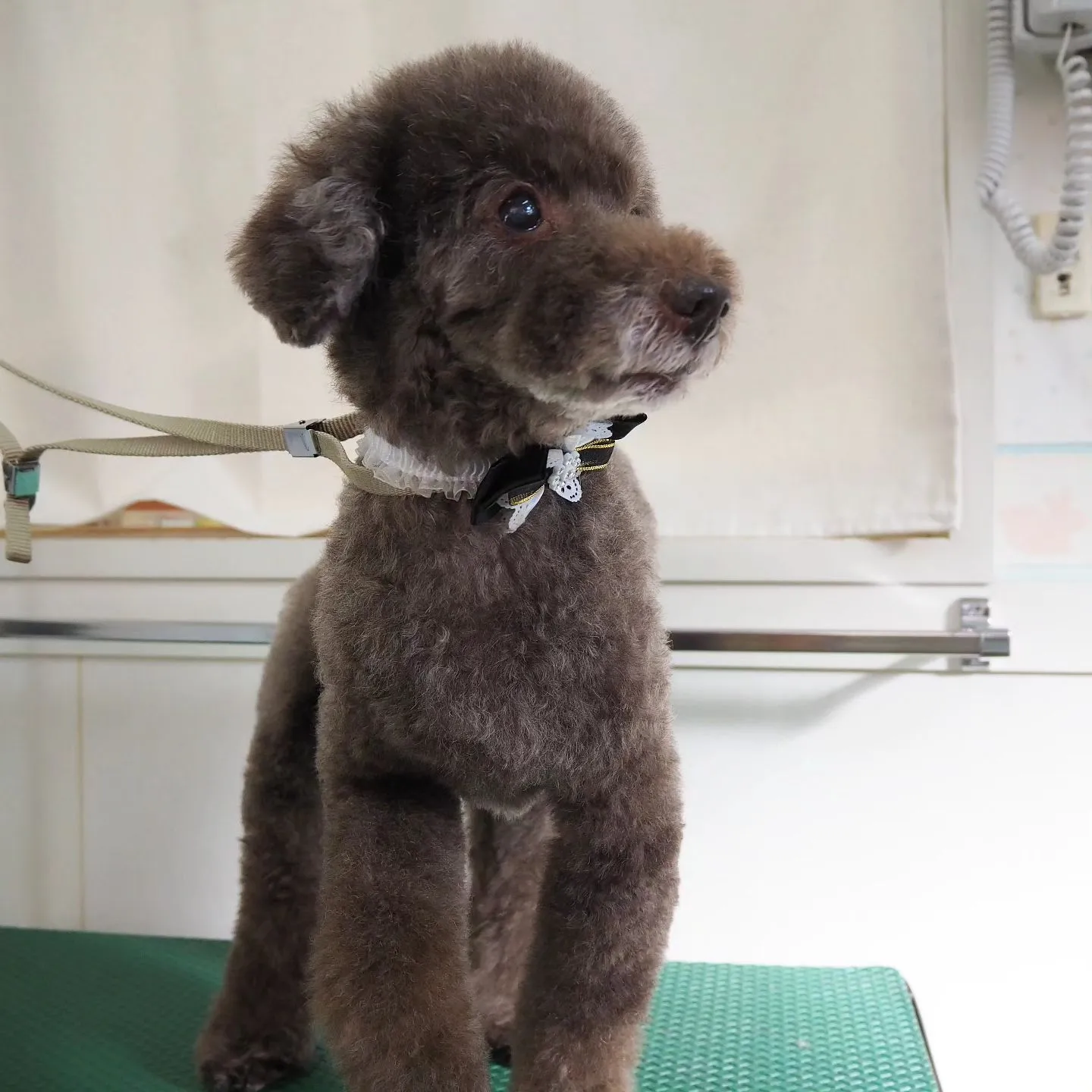 【トリミング】トイプードル【可愛く】