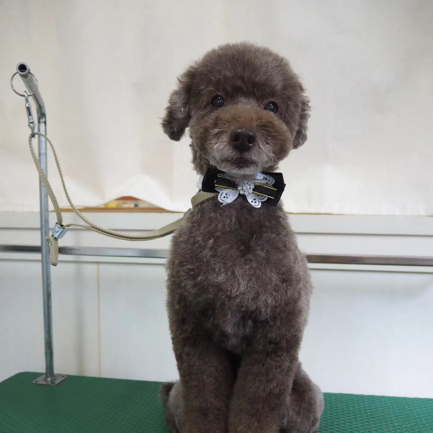 【トリミング】トイプードル【可愛く】