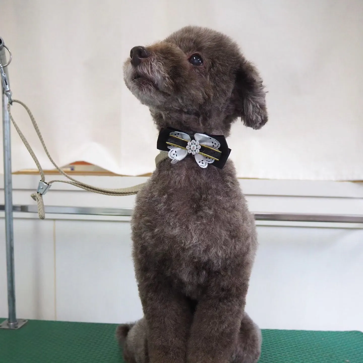 【トリミング】トイプードル【可愛く】