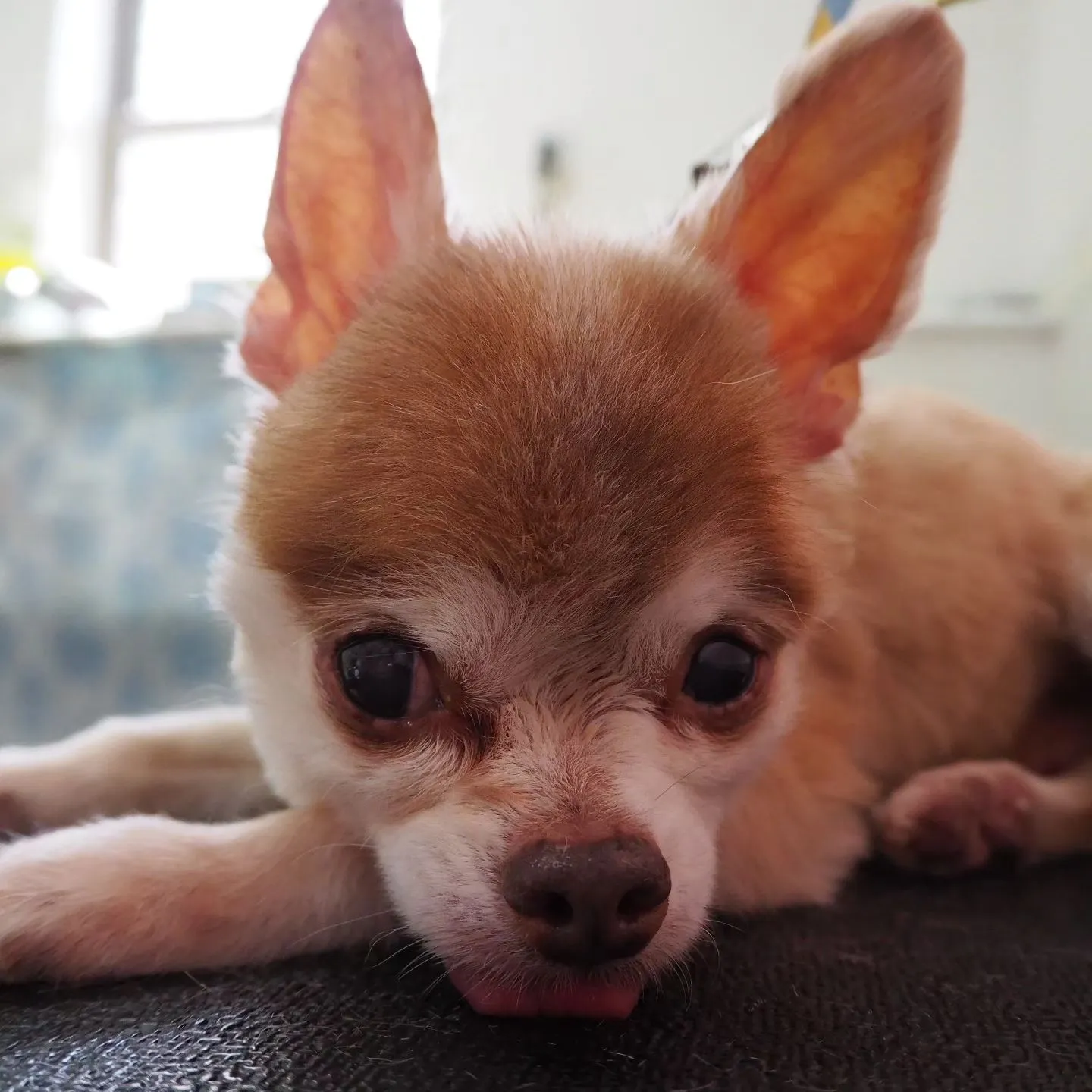 【トリミング】チワワ【バリカン仕上げ】