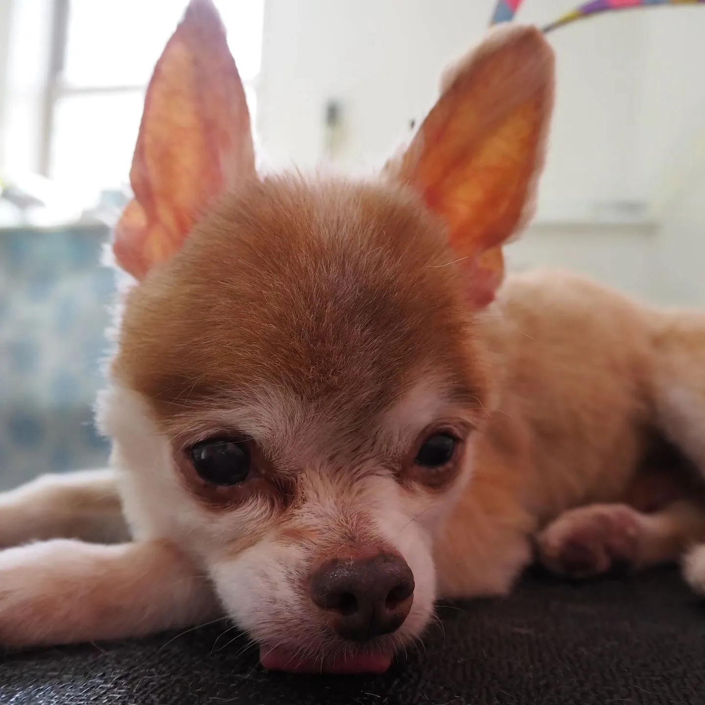 【トリミング】チワワ【バリカン仕上げ】