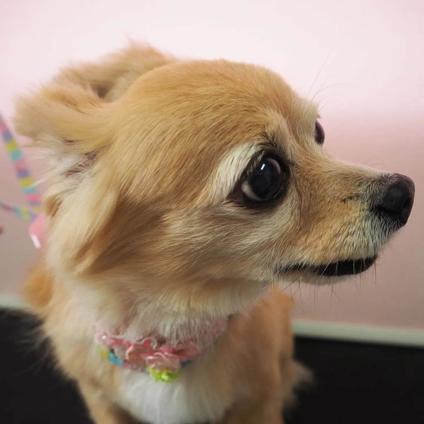 【トリミング】【シャンプーコース】