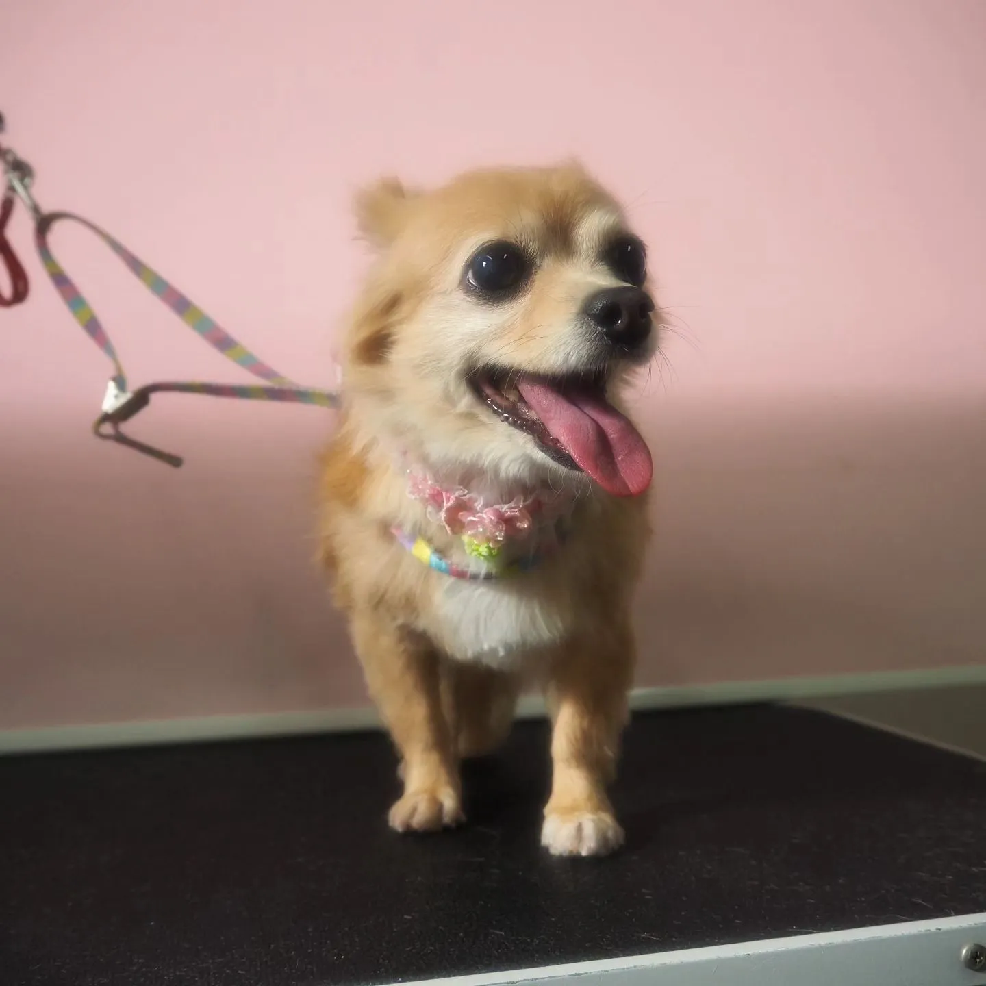 【トリミング】【シャンプーコース】