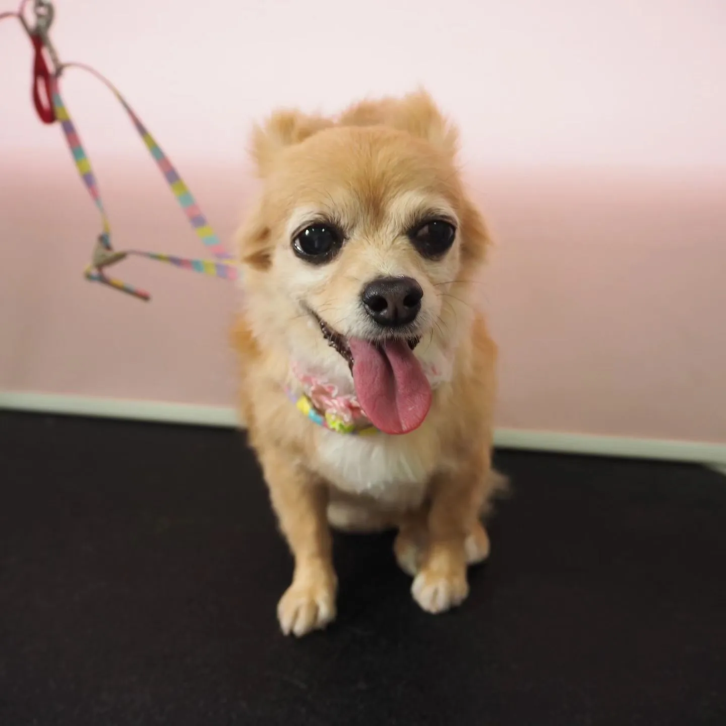 【トリミング】【シャンプーコース】