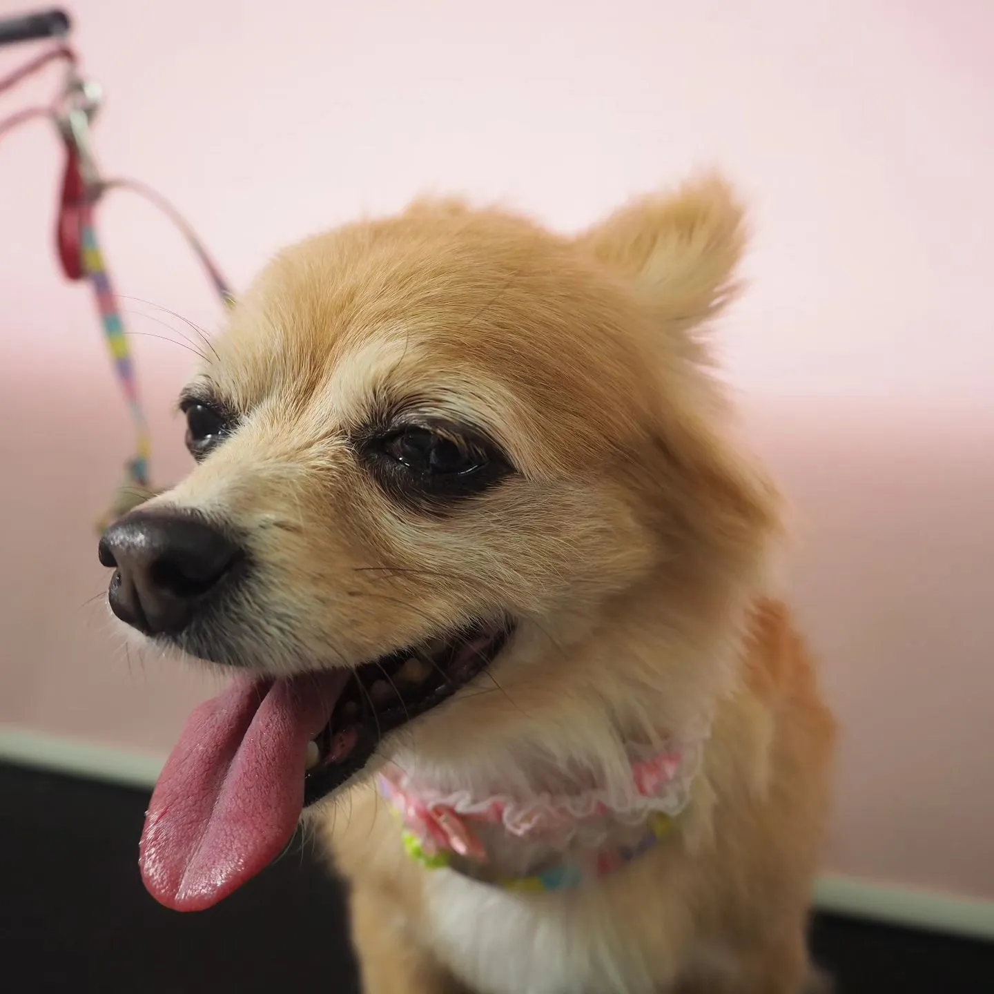 【トリミング】【シャンプーコース】