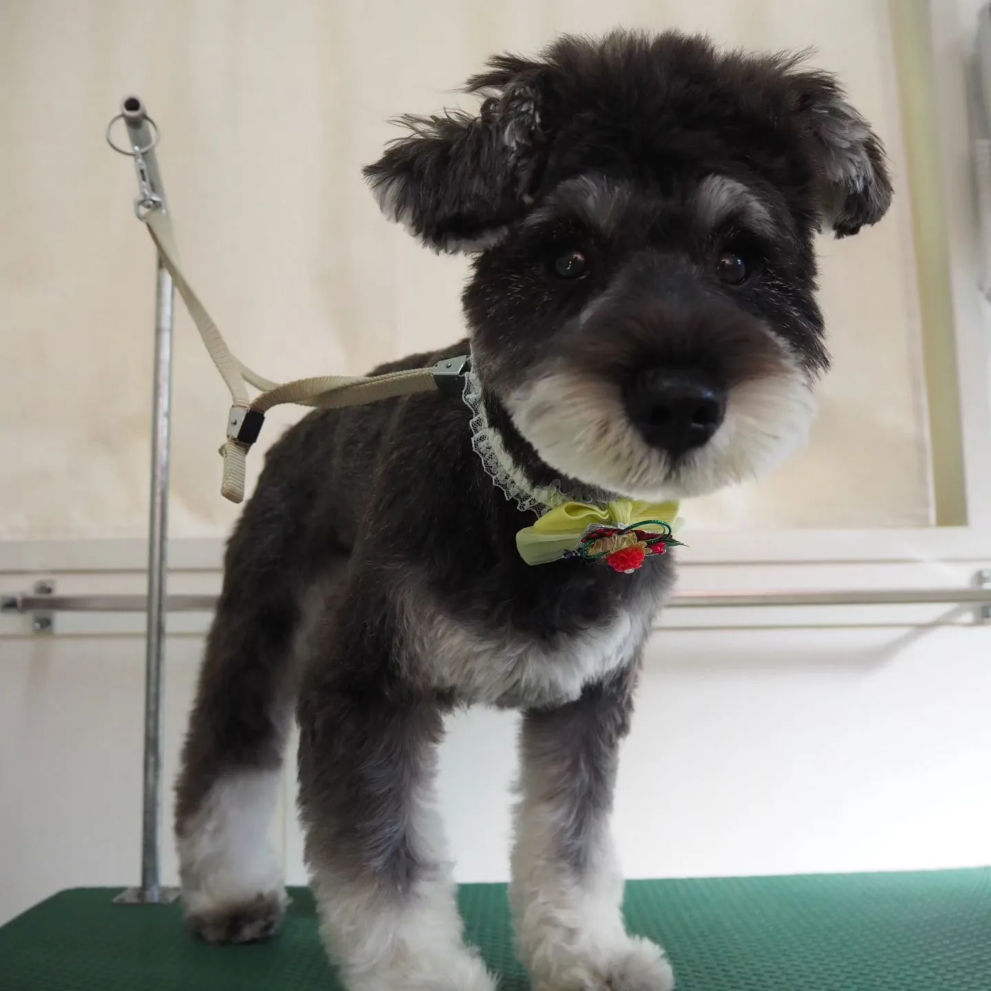 【トリミング】シュナウザー【可愛く】