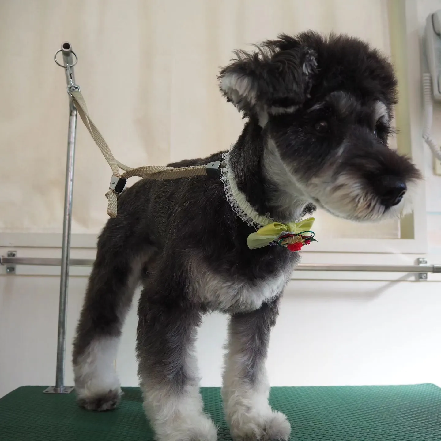 【トリミング】シュナウザー【可愛く】