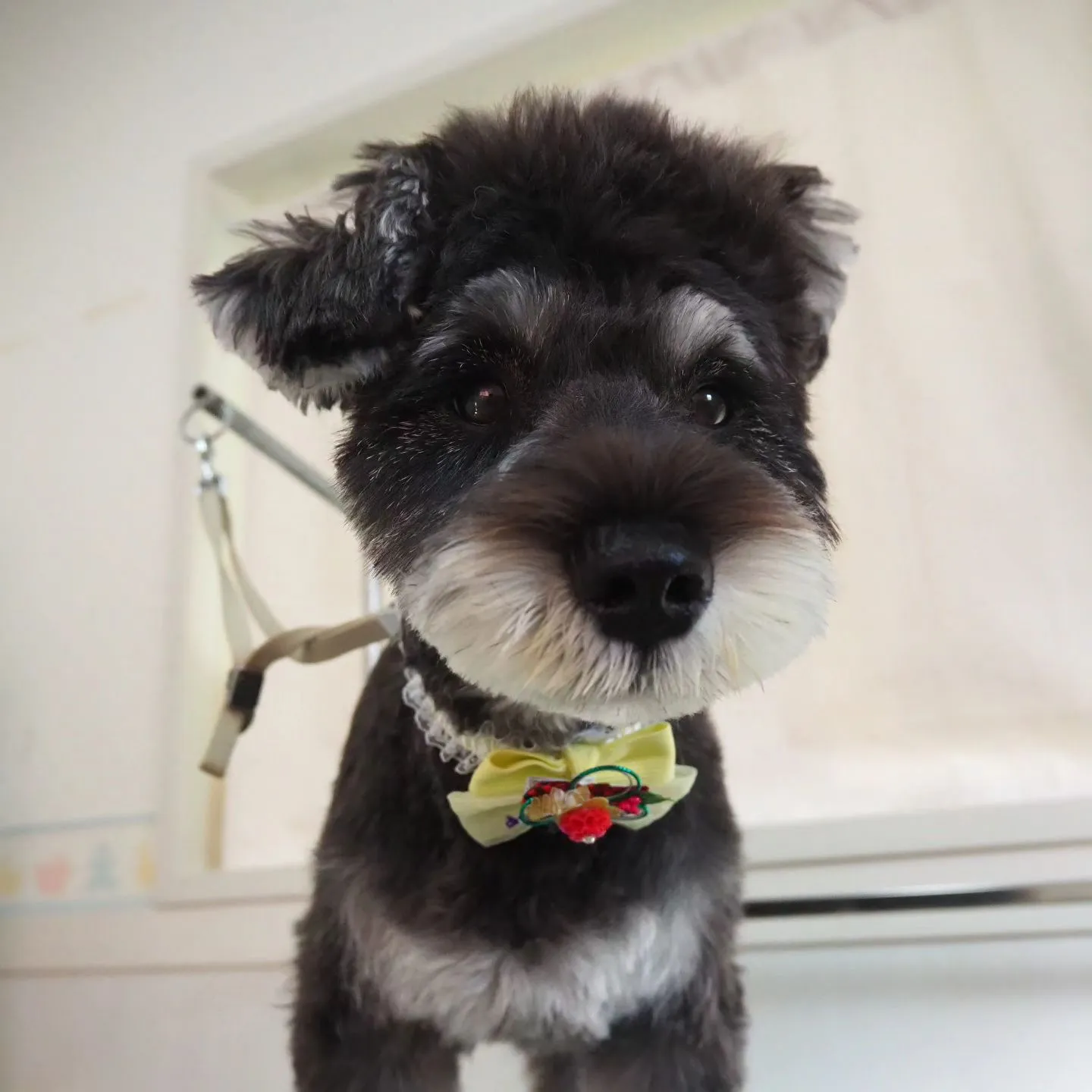 【トリミング】シュナウザー【可愛く】