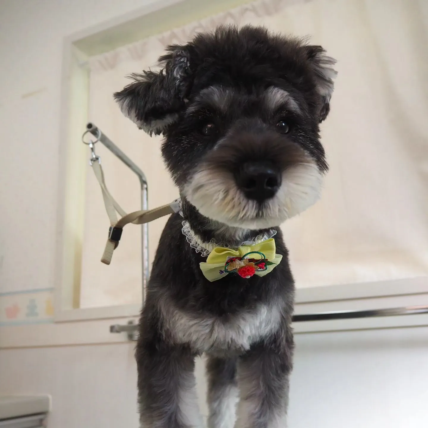 【トリミング】シュナウザー【可愛く】