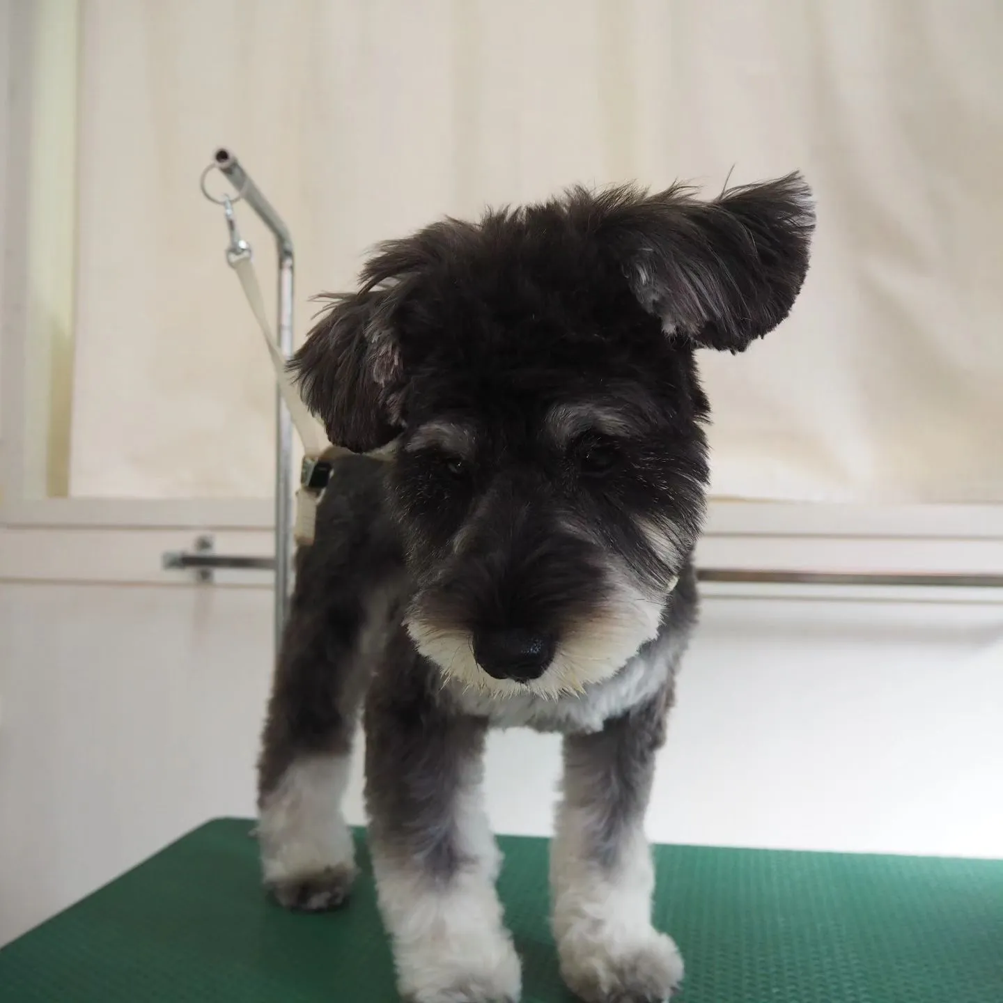 【トリミング】シュナウザー【可愛く】