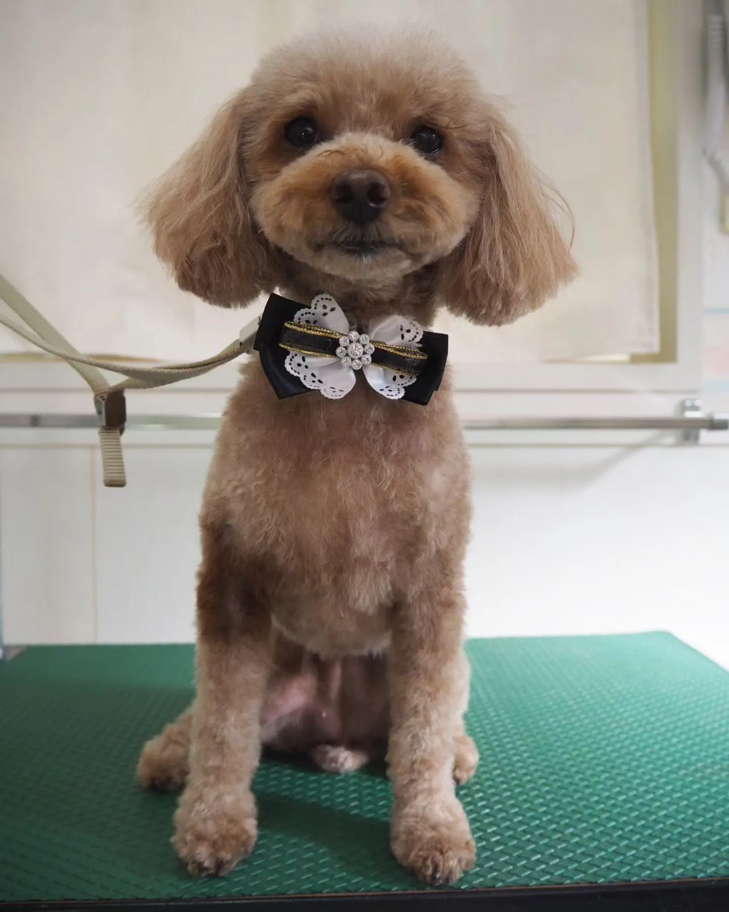 【トリミング】トイプードル【スッキリ】