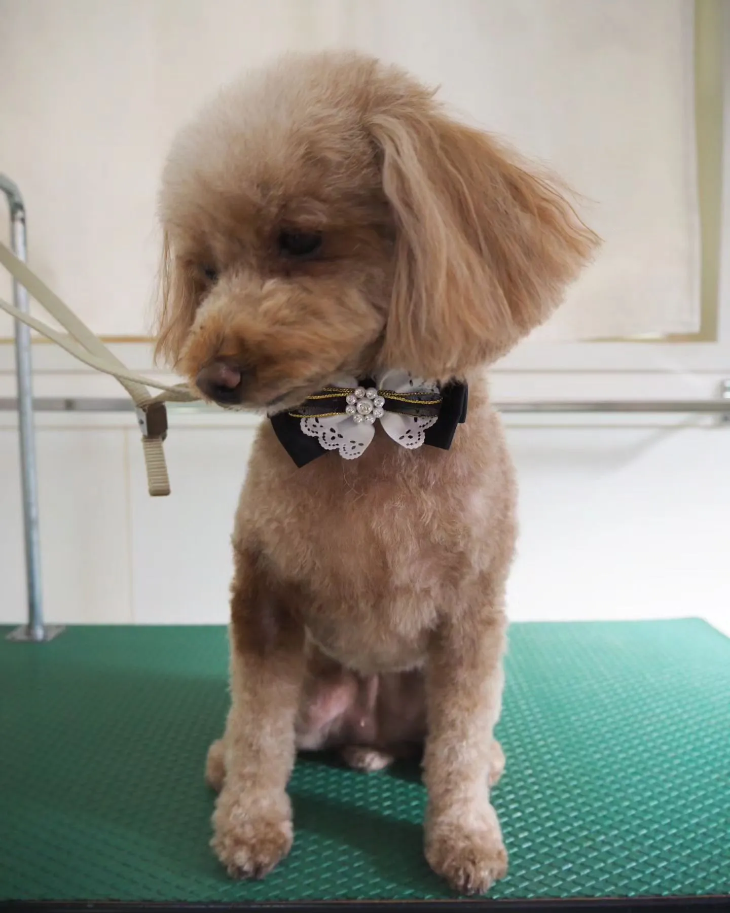 【トリミング】トイプードル【スッキリ】