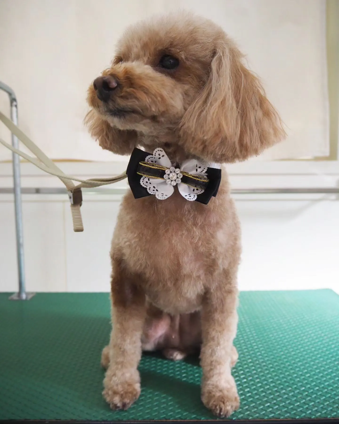 【トリミング】トイプードル【スッキリ】