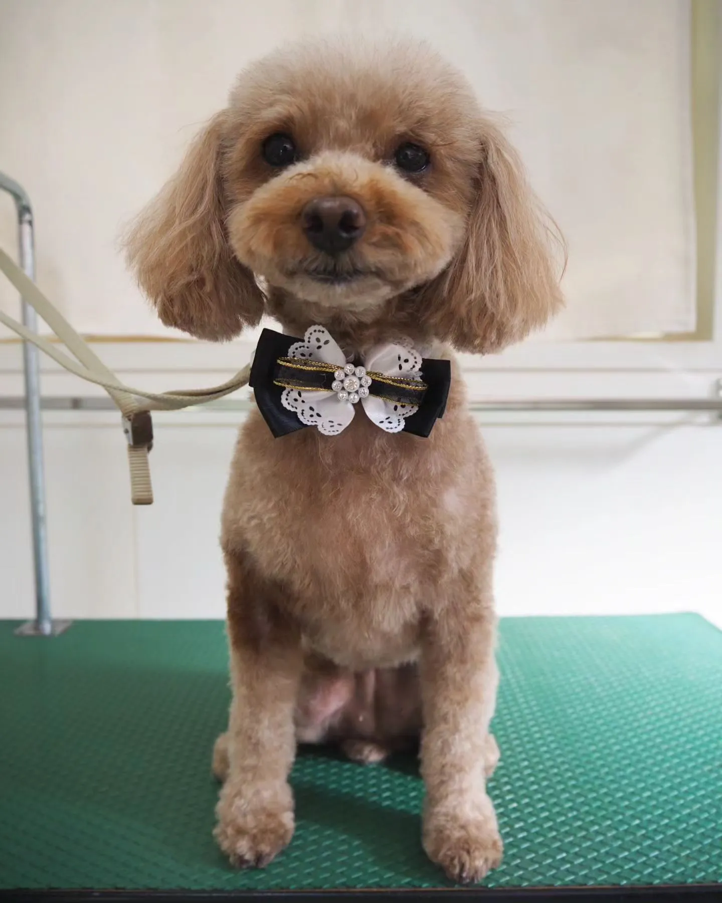 【トリミング】トイプードル【スッキリ】