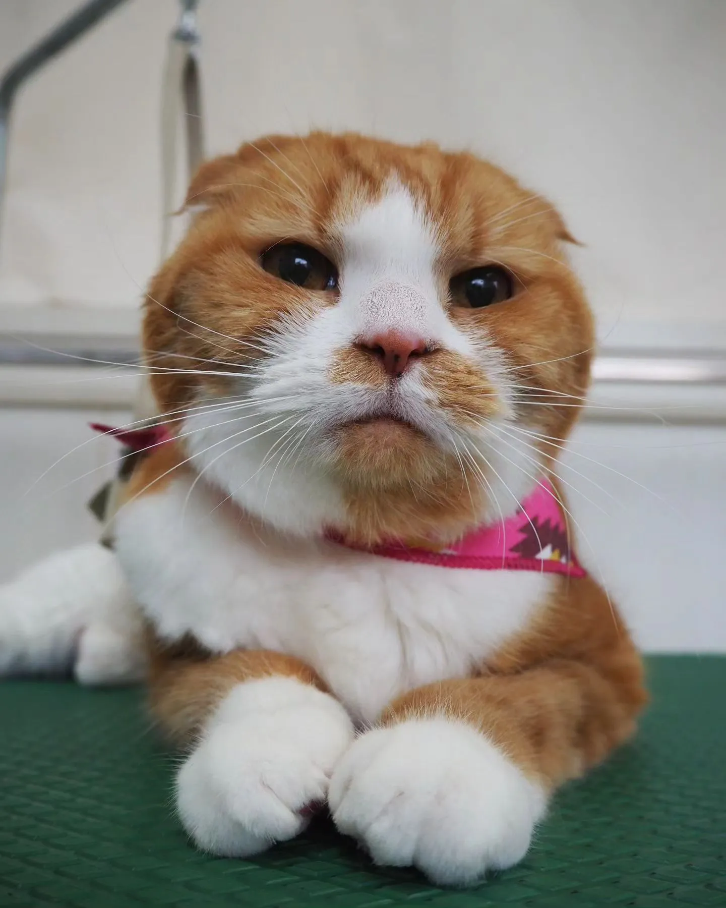 【トリミング】猫ちゃん【無麻酔シャンプー】