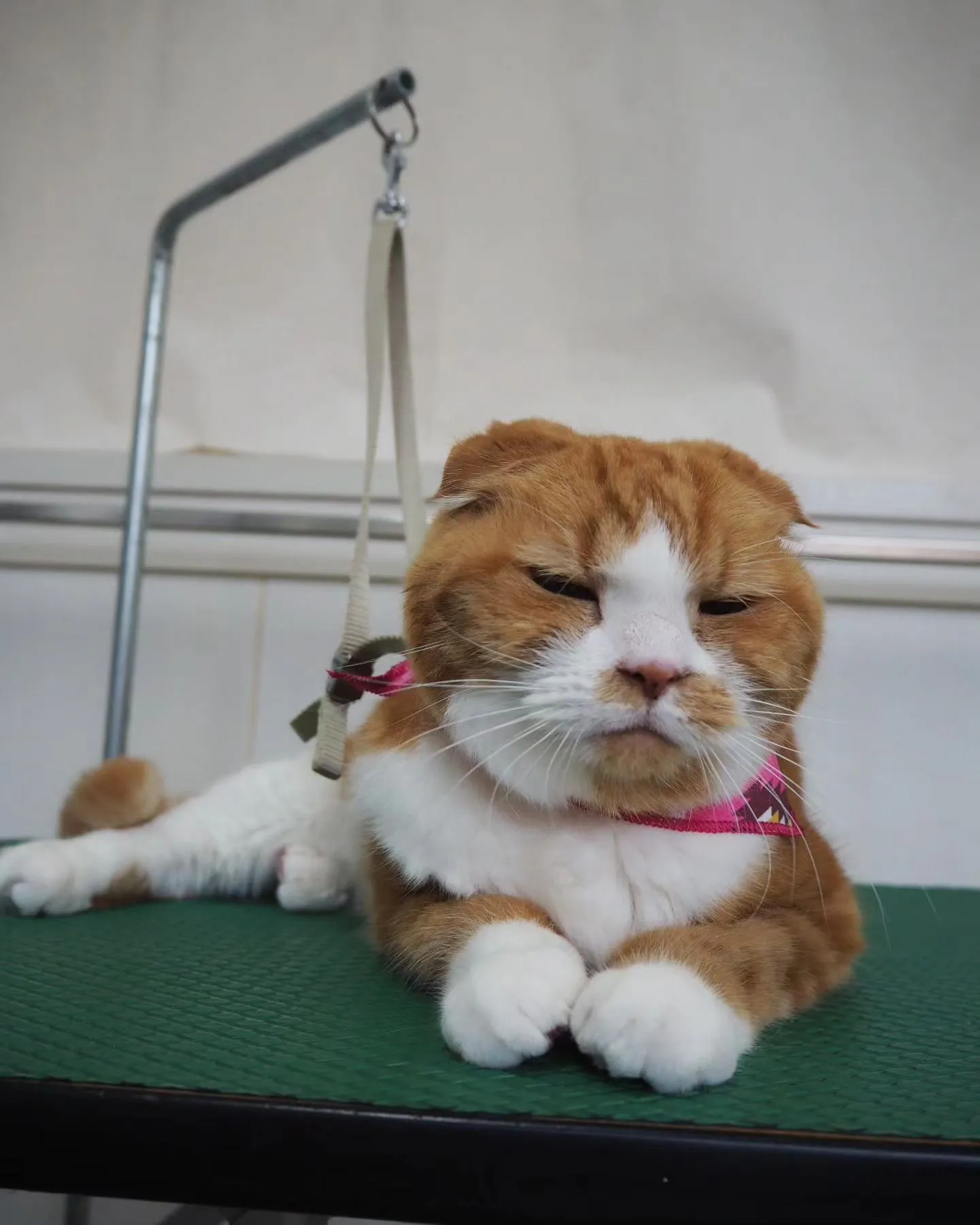 【トリミング】猫ちゃん【無麻酔シャンプー】